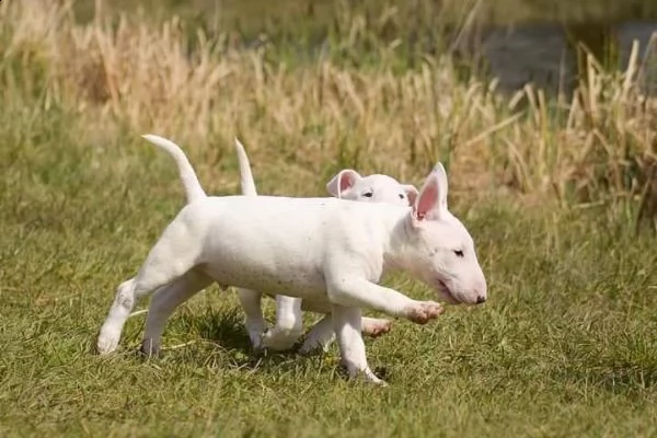 bull terrier miniature | Foto 1