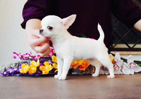 chihuahua toy maschio e femmina