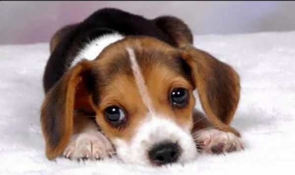       regalo cuccioli dolce e bella beagle