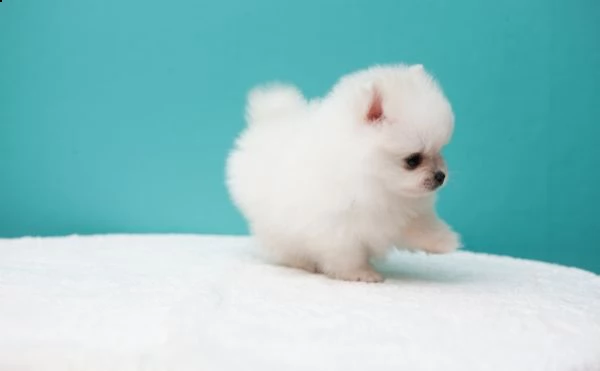 vendita cucciolo cuccioli di volpino di pomerania toy