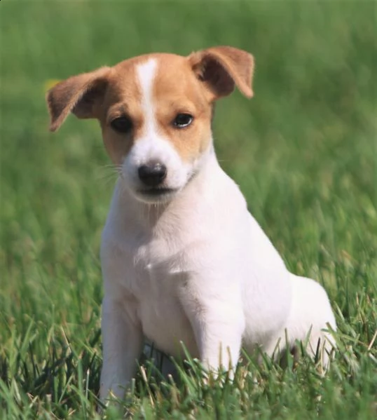 vendita jack russell terrier alta genealogia