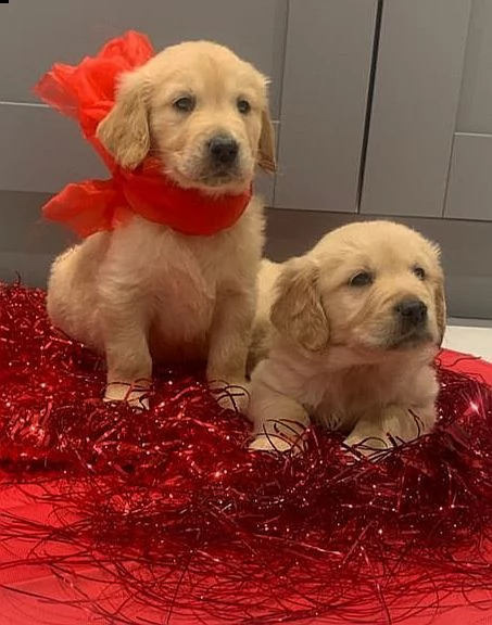 cuccioli di golden retriever
