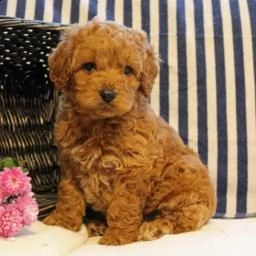 regalo di cuccioli di barboncino