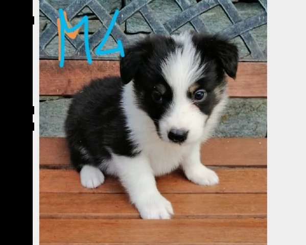 cuccioli di border collie di due mesi | Foto 0