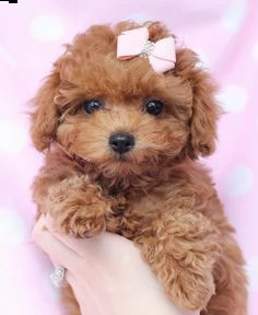 regalo cucciolo barboncino toy cuccioli