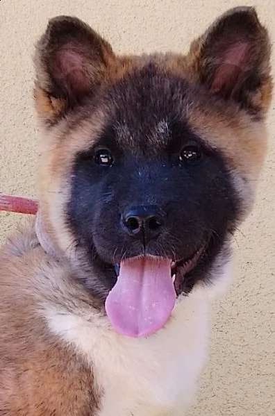 conan, akita americano, cucciolo pedigree enci 