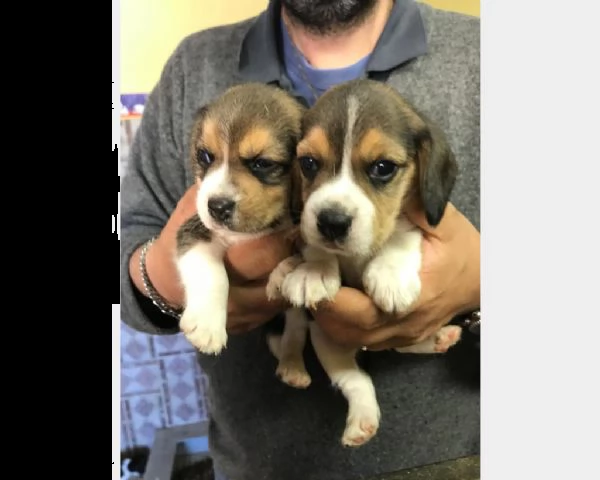 vendita cucciolo beagle bicolore 
