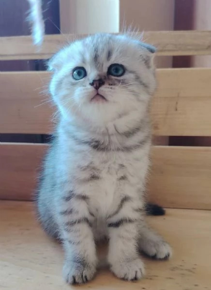 SCOTTISH FOLD E STRAIGHT CON PEDIGREE APERTO 