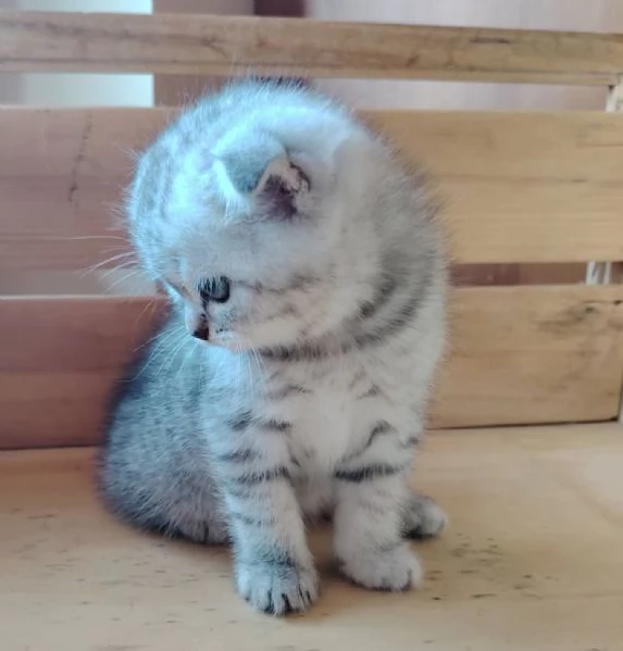 SCOTTISH FOLD E STRAIGHT CON PEDIGREE APERTO  | Foto 6