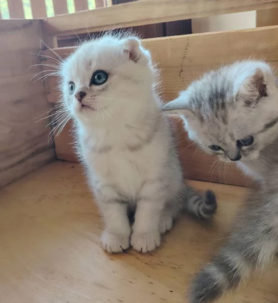 SCOTTISH FOLD E STRAIGHT CON PEDIGREE APERTO  | Foto 5