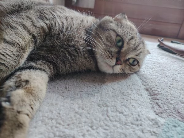 SCOTTISH FOLD E STRAIGHT CON PEDIGREE APERTO  | Foto 4