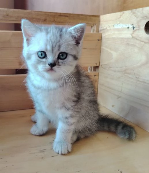 SCOTTISH FOLD E STRAIGHT CON PEDIGREE APERTO  | Foto 3