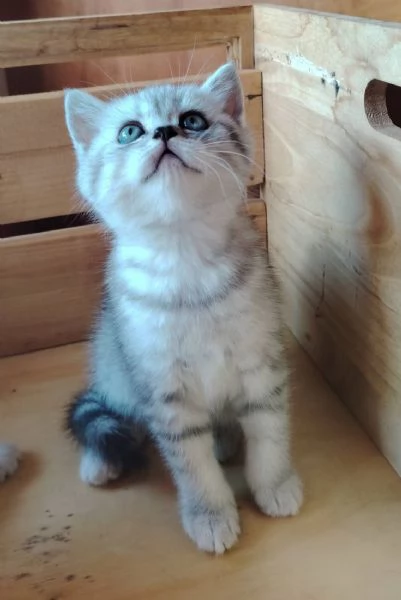 SCOTTISH FOLD E STRAIGHT CON PEDIGREE APERTO  | Foto 2