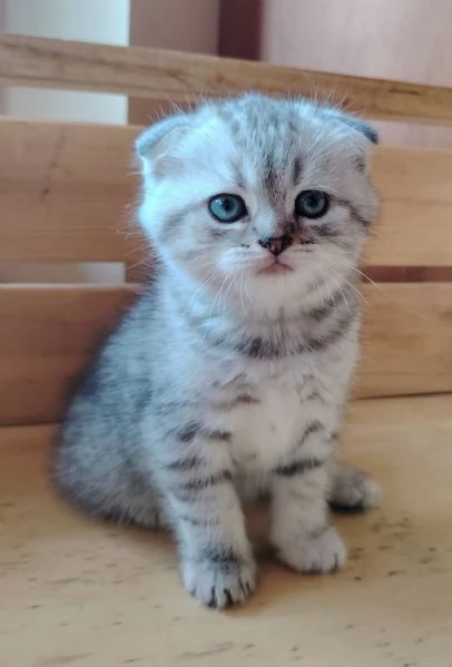 SCOTTISH FOLD E STRAIGHT CON PEDIGREE APERTO  | Foto 1