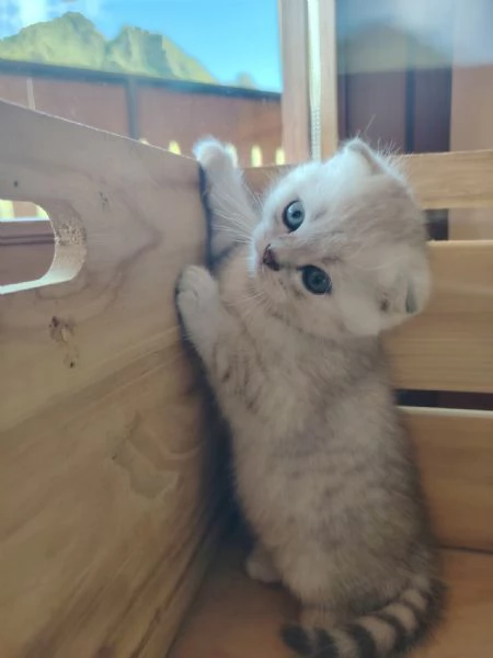 SCOTTISH FOLD E STRAIGHT CON PEDIGREE APERTO  | Foto 0