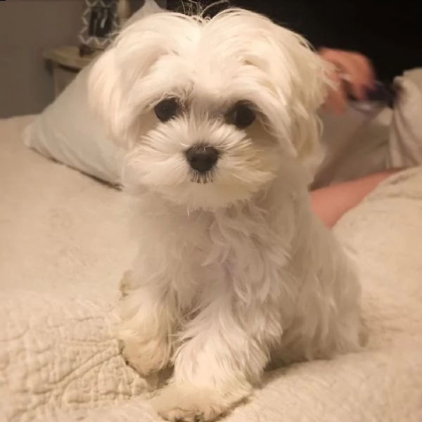 simpatici mini cuccioli maltesi
