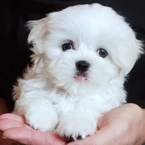 cuccioletto di maltese mini mini toy
