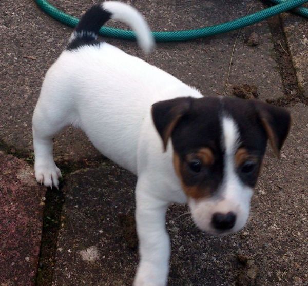 Regalo cucciolo Jack Russel da Volontario