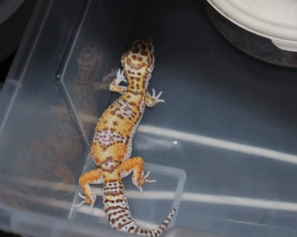geco leopardino