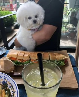 accoppiamento bichon a poil fris  | Foto 3