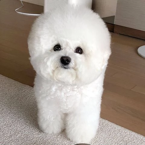 accoppiamento bichon a poil fris  | Foto 2