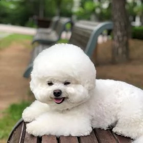 accoppiamento bichon a poil fris  | Foto 1
