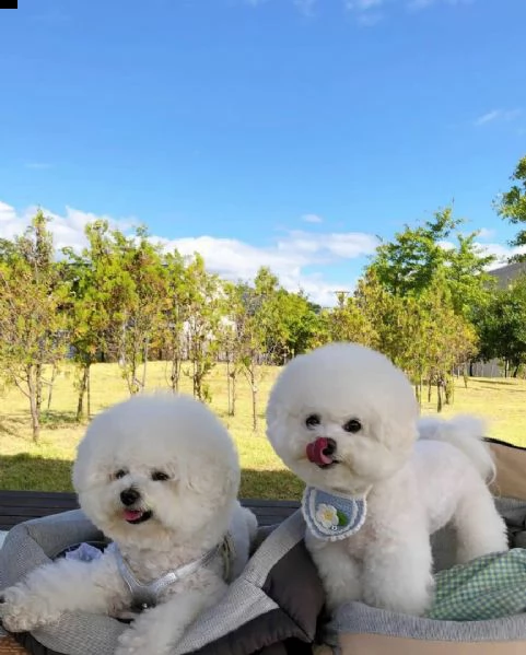 accoppiamento bichon a poil fris  | Foto 0