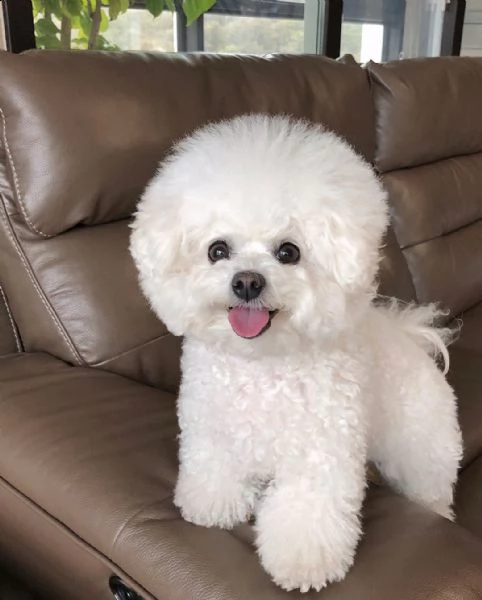 accoppiamento bichon a poil fris 