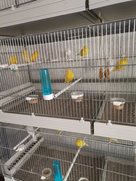 canarini 2022, giallo, giallo avorio, bianco recessivo. anellati foi.