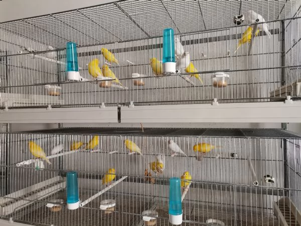 canarini 2022, giallo, giallo avorio, bianco recessivo. anellati foi. | Foto 1