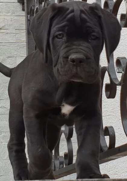 cuccioli di cane corso maschio e femmina nero | Foto 2
