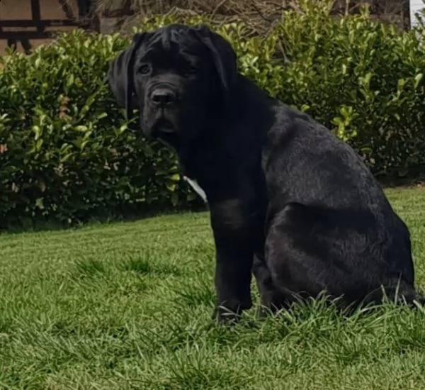 cuccioli di cane corso maschio e femmina nero | Foto 1
