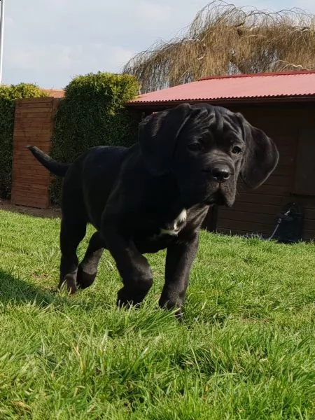 cuccioli di cane corso maschio e femmina nero | Foto 0