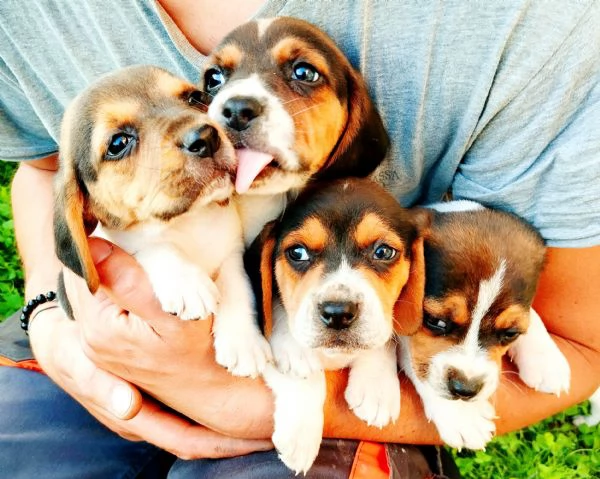 Cuccioli Beagle