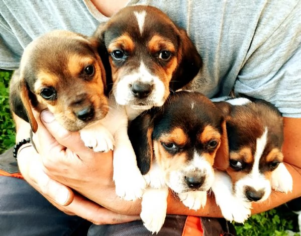 Cuccioli Beagle | Foto 0