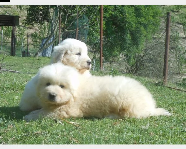cucciolo di pastore maremmano maschio e femmina bianco | Foto 2