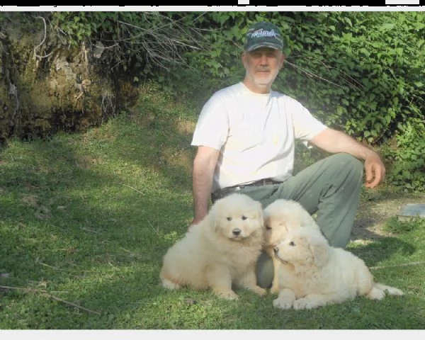 cucciolo di pastore maremmano maschio e femmina bianco