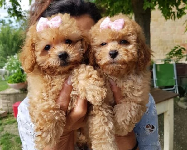 cucciolo barboncino toy red da allevamento o da privato molto serio