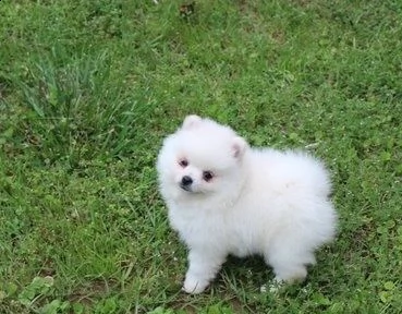 pomerania lulu mini giocattolo | Foto 1
