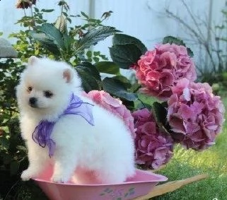 pomerania lulu mini giocattolo | Foto 0