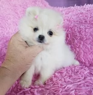 pomerania lulu mini giocattolo