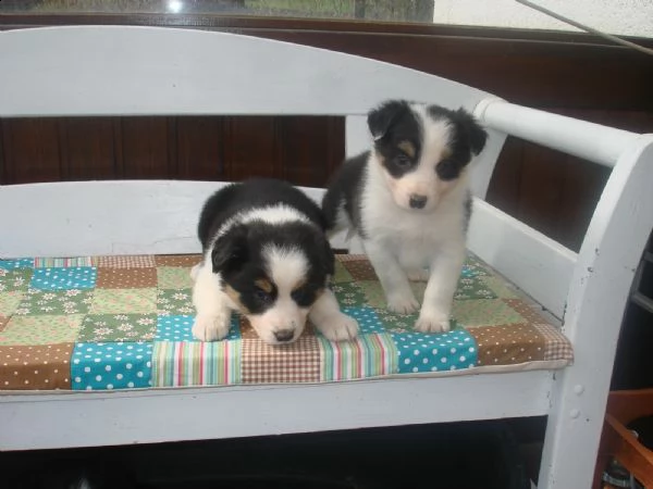 disponibili border collie di 3 mesi