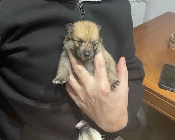 cuccioli di pomerania | Foto 1