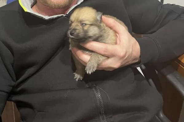 cuccioli di pomerania | Foto 0