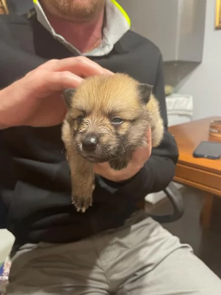 cuccioli di pomerania
