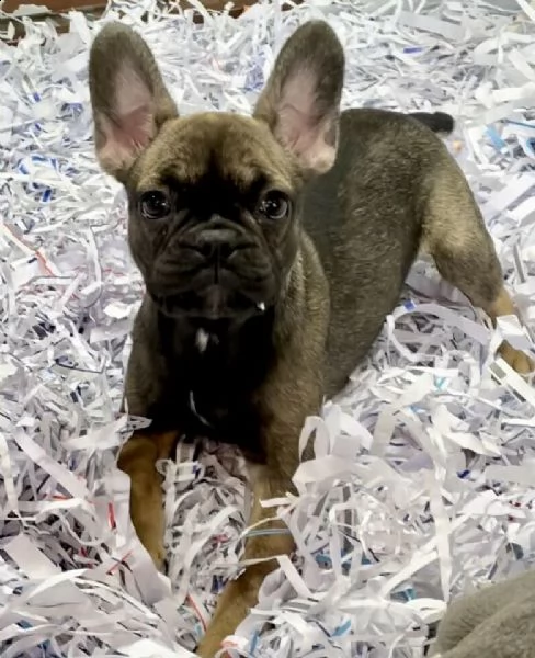 bulldog  bouledogue francese marrone carbonato
