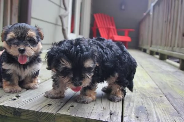 morkie puppies per adozione adozione