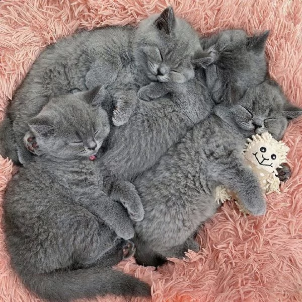 cuccioli di british shorthair