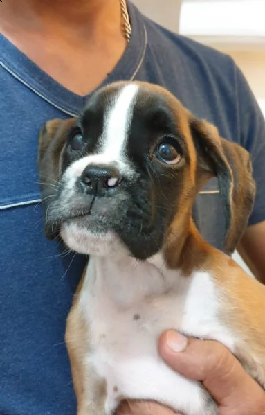 cucciolo adorabile di boxer