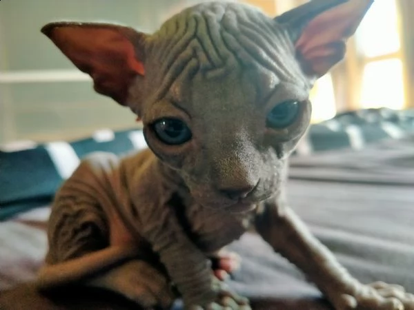 cuccioli di canadian sphynx  | Foto 2